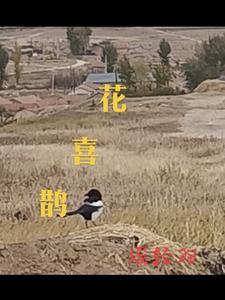 花喜鹊鸟图片大全大图
